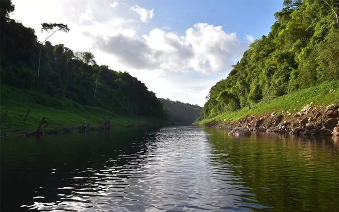 a-thetree-the-tree-the-most-notorious-tonewood-in-the-world-jungle-to-the-chiquibul-river.jpg