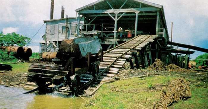 a-thetree-the-tree-the-most-notorious-tonewood-in-the-world-steam-powered-sawmill.jpg